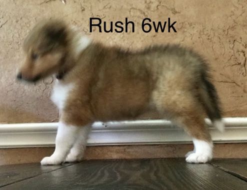Rush 6WK